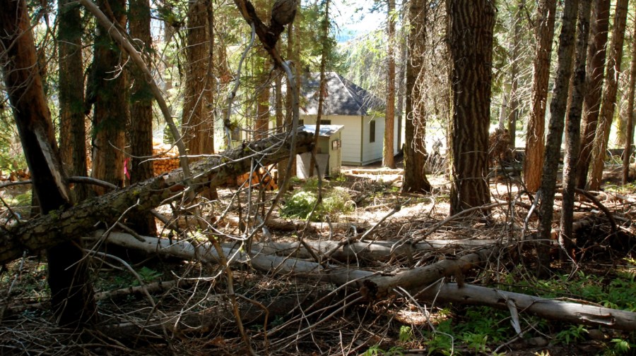 Ending the roadless rule can help fight forest fires and improve wildlife access