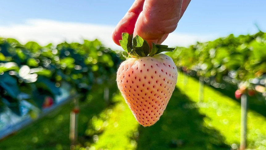 White but ripe, these strawberries are new varieties grown in Australia