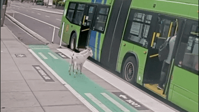 Two billy goats boarded a bus in Portland. They did not have tickets