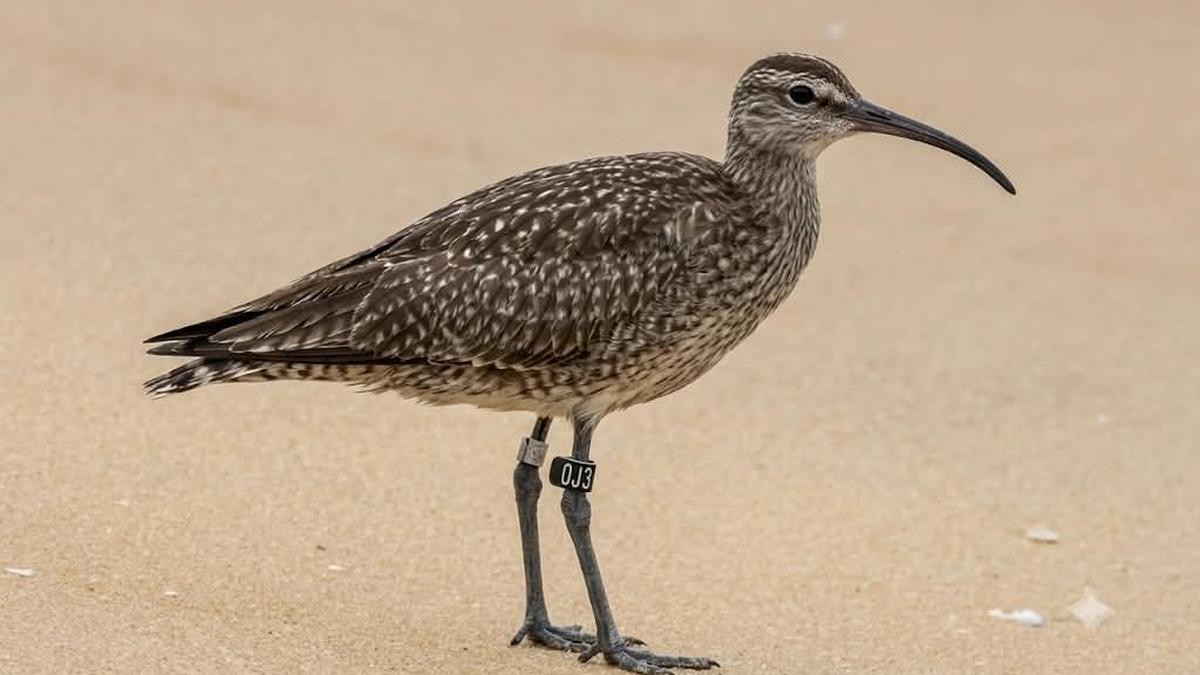 Six years on, ringed Eurasian whimbrel resighted on Keralam coast; marked Tibetan sand-plover also recorded