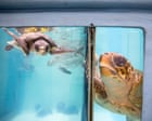 Hundreds of sea turtles are stranded in Cape Cod each year. An ‘amazing network’ has mobilized to help