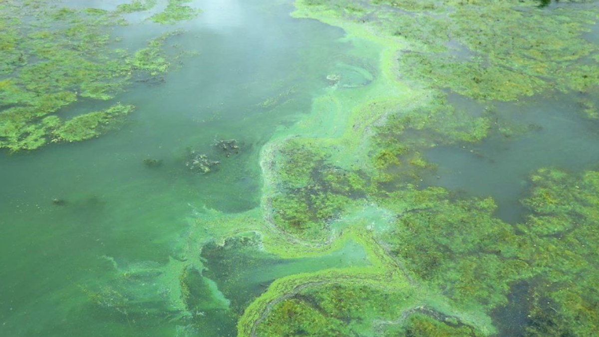 Russian scientists develop algae-based treatment to speed wound healing