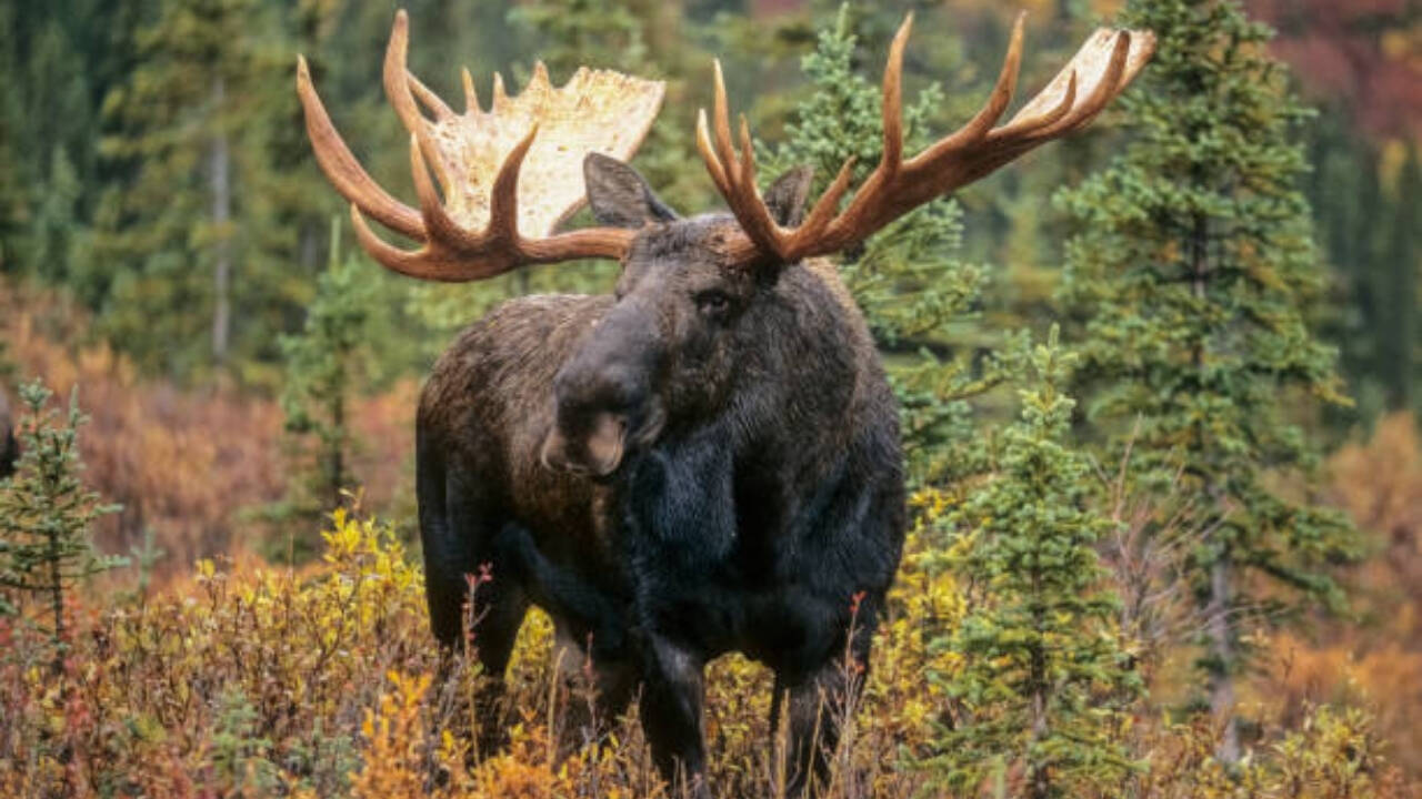Moose introduced in 1878 now threaten to wipe out Newfoundland’s forests