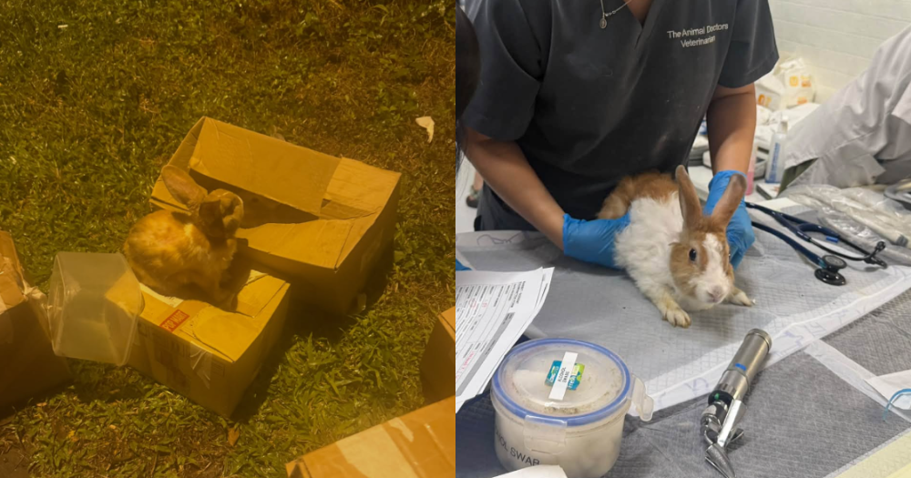All 7 baby rabbits abandoned at Seletar roadside die despite rescue efforts
