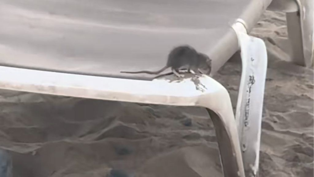 Rats among the sun loungers: rubbish crisis hits Gran Canaria’s busiest beach