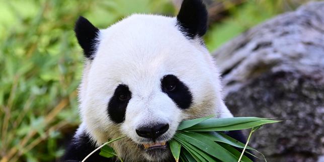 China sends two giant pandas to the United States as a gesture of diplomacy