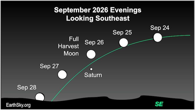 The September full Moon is the Harvest Moon near Saturn