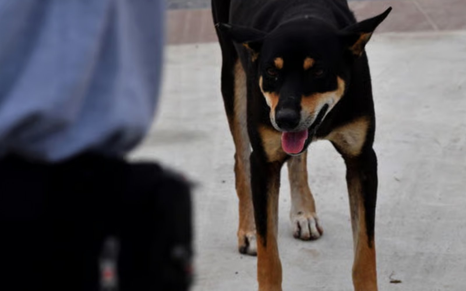 Kedah catat 1 kematian kes rabies selepas 28 tahun