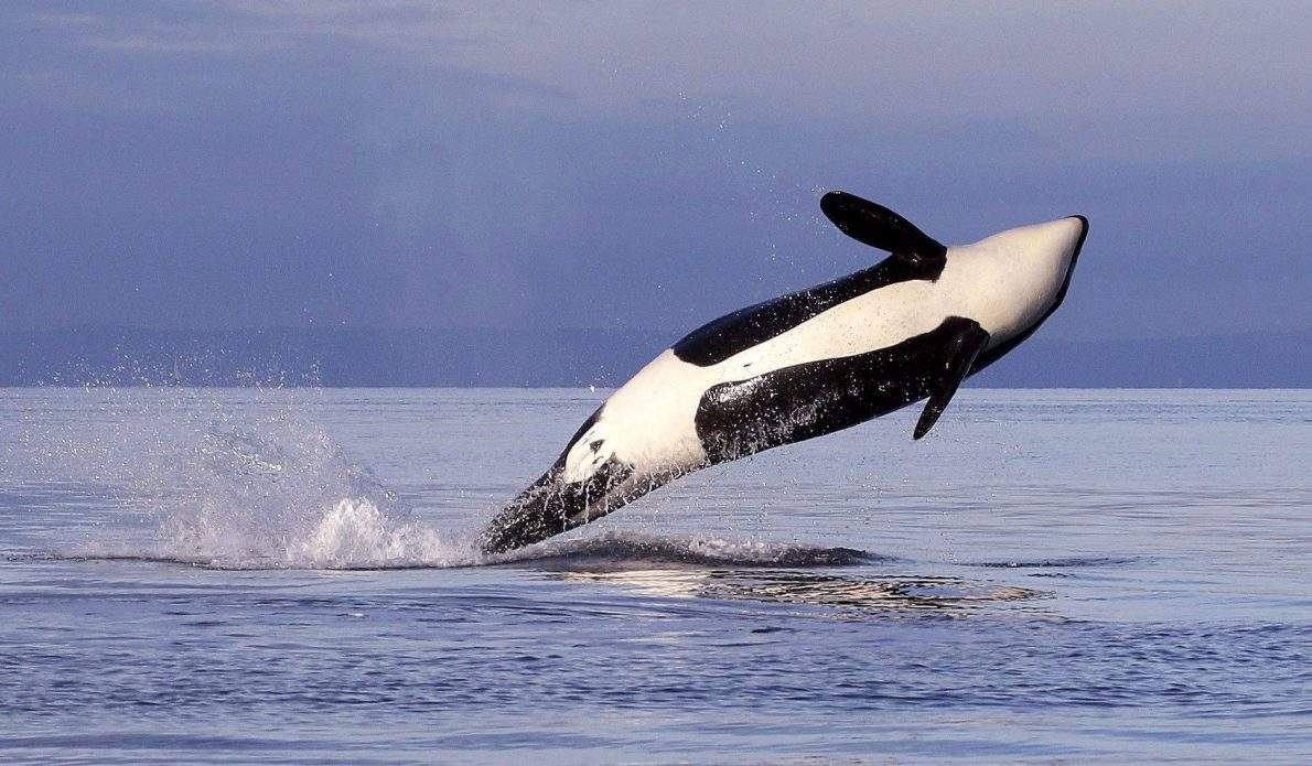 Can Carney fast-track a pipeline while also protecting endangered orcas?