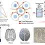 Smart bioink shields delicate neural cells during precision 3D printing