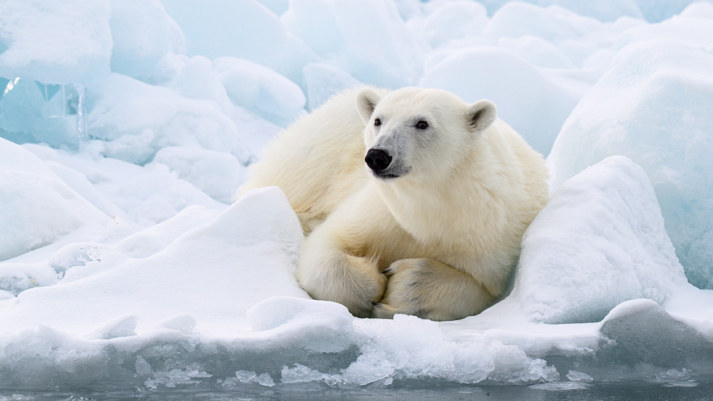 Svalbard tourist fined €4,560 for waking sleeping polar bear with boat horn