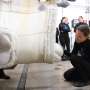 Four more belugas arrive at Chicago aquarium from shuttered Canadian theme park