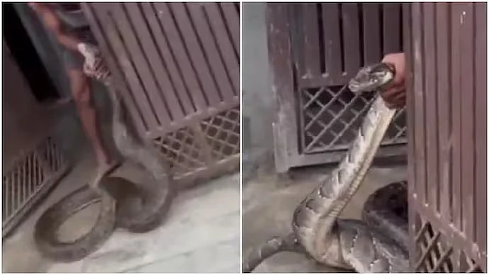 WATCH: Giant Python Triggers Panic After Slithering Towards House In Meerut Village