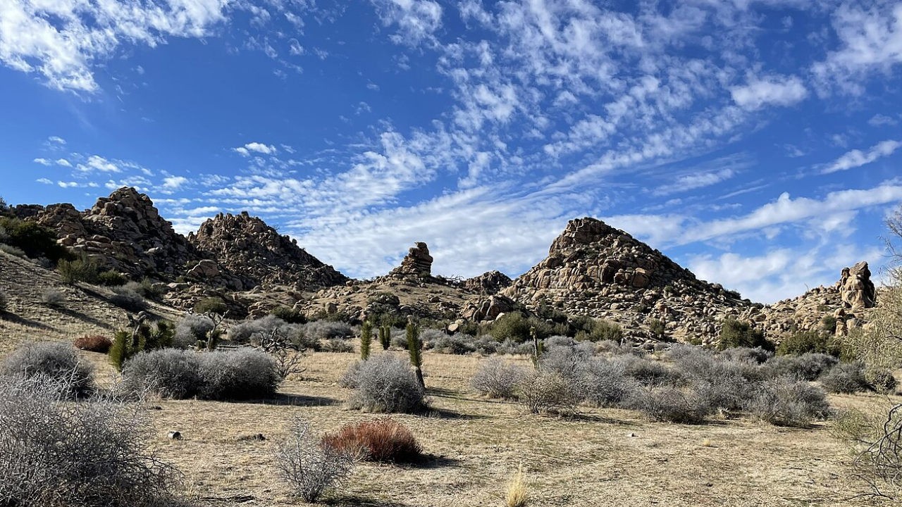 California acquires 640 acres near Pioneertown to save western Joshua trees