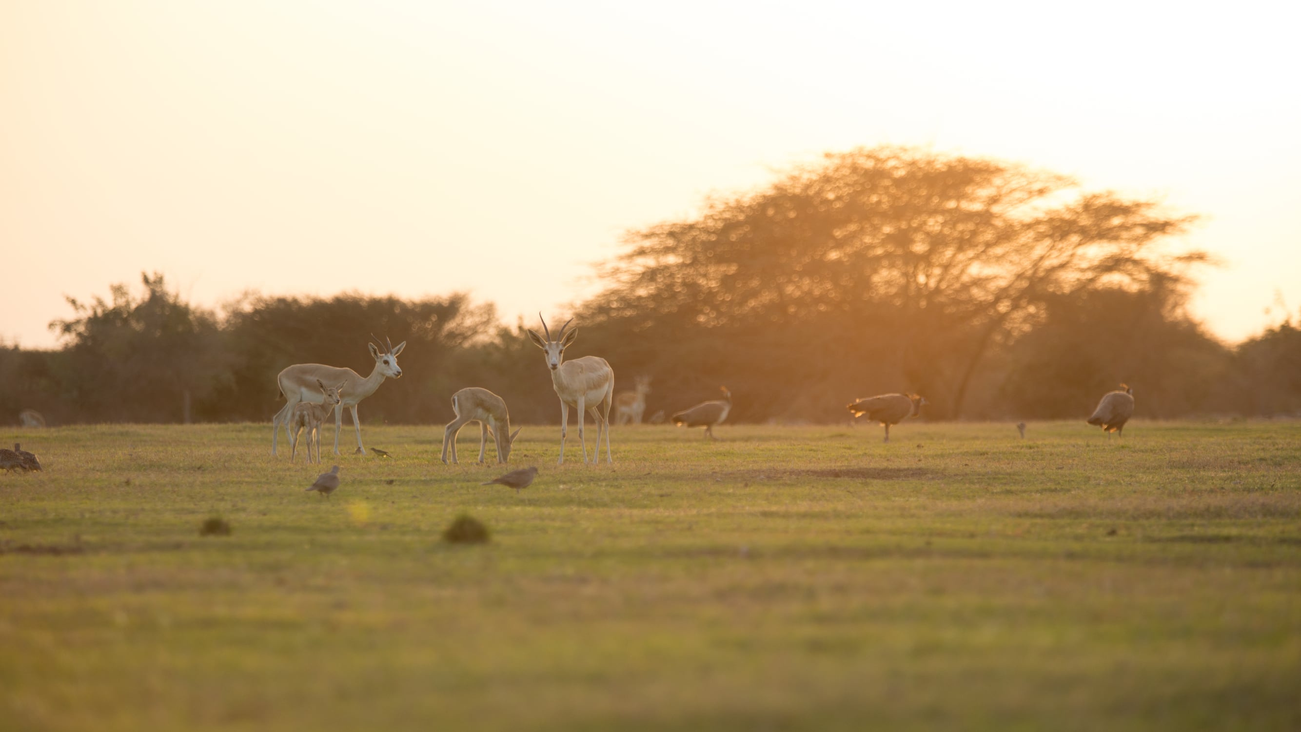 Abu Dhabi expands protection for native species and habitats beyond nature reserves