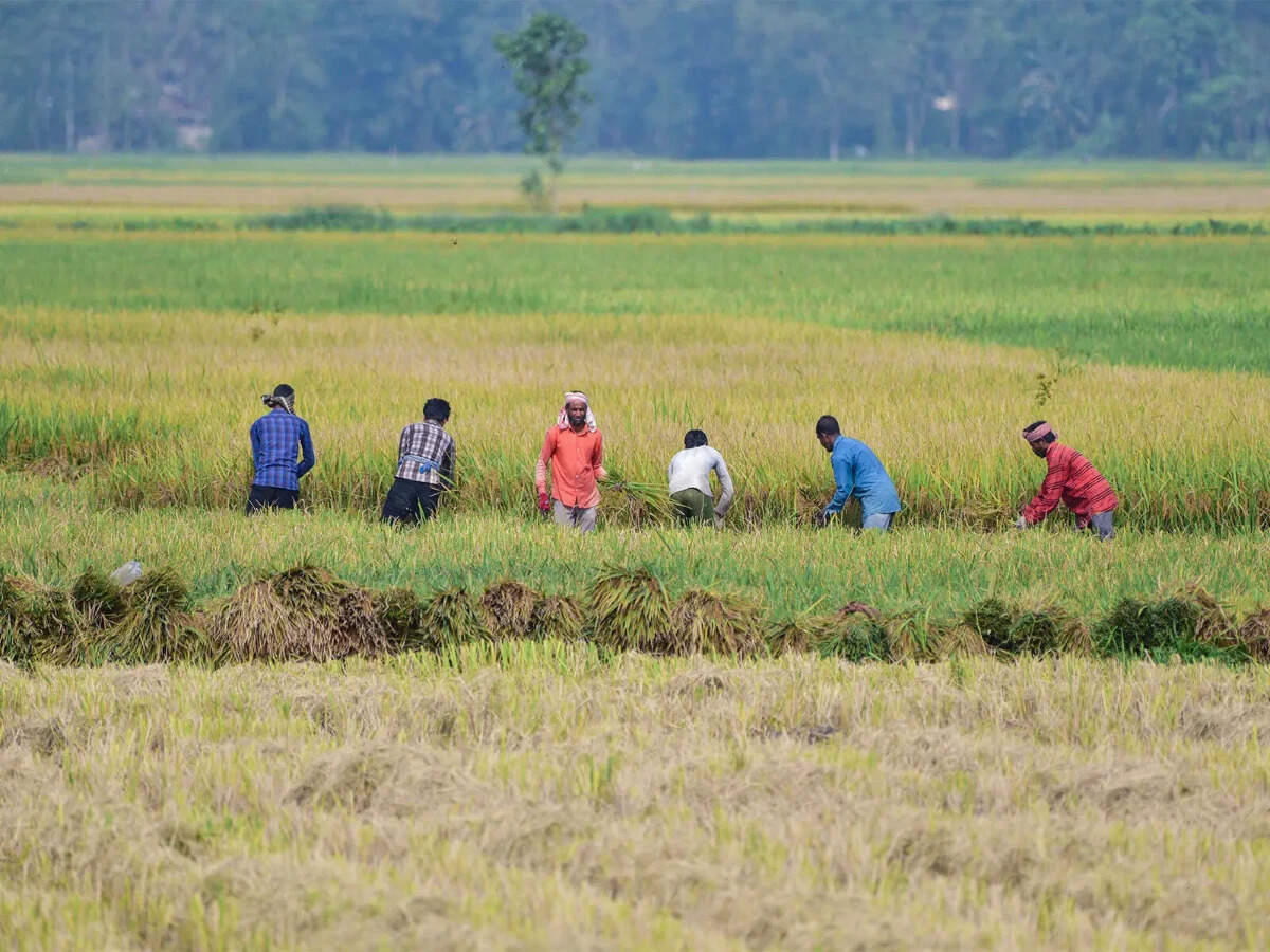 El Nino may turn 'very strong' by late 2026: IRI; experts see elevated risk for India