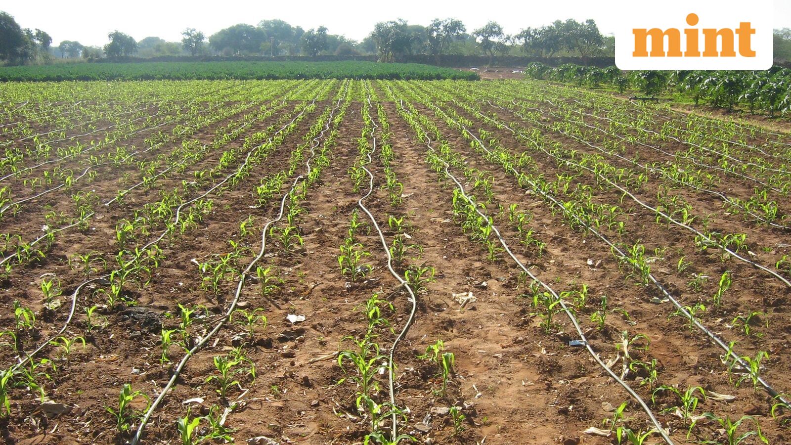 Centre asks drought-hit states to rethink rabi crop plans