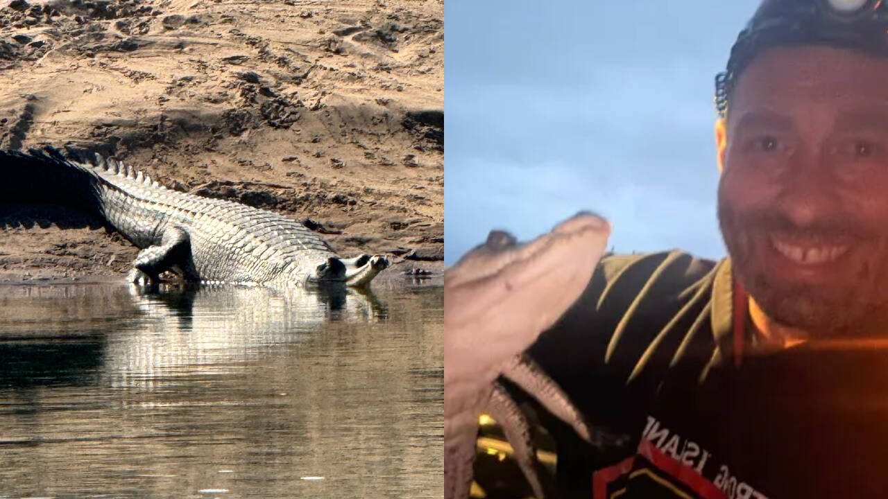 Crocodile found abandoned on Long Island trail; $1K reward offered