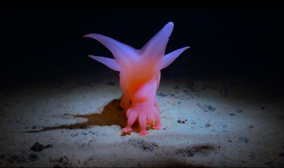 What Do You Know About the Deep-Sea Barbie Pig?