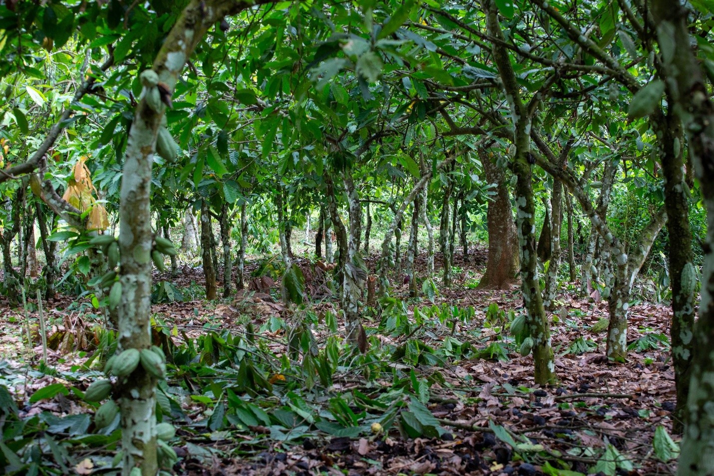 Europe’s deforestation law in the shadows of Ghana’s gold and cocoa forests