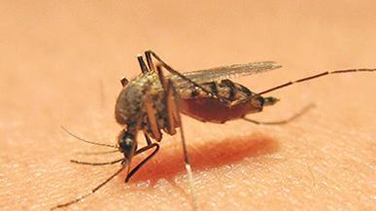 Vattiyurkavu emerges as hotbed of dengue, chikungunya cases