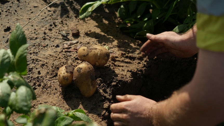 Top End's first potato crop in decades almost ready for harvest