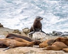 Teenager pleas guilty to attacking California sea lion in viral video