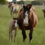 Neuroproteins are potential diagnostic tool for sick foals