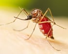 Dengue fever outbreak prompts Florida counties to declare state of emergency