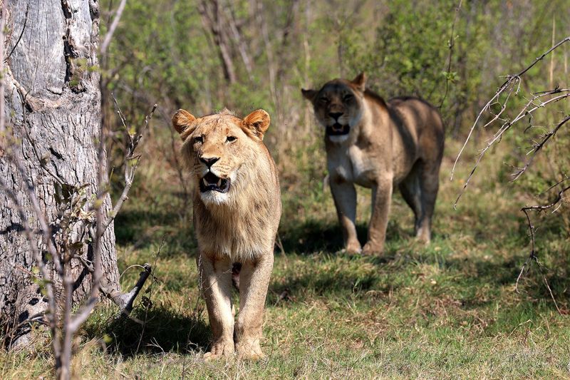 HUMAN-WILDLIFE COMPACT: Truce between lions and farmers claws back hope in Botswana’s Okavango Delta