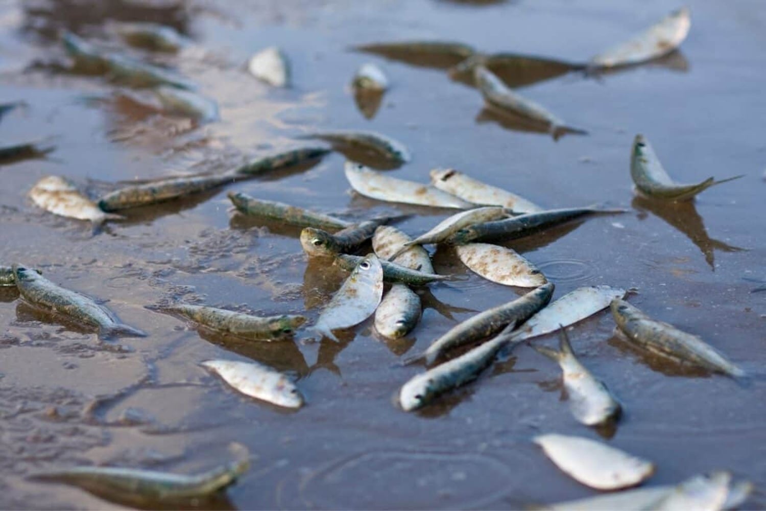 PHV detected in sardines as West Coast mass deaths investigated