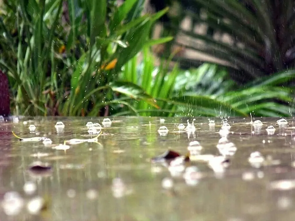 Rabi season: MNFSR to assess water availability, rainfall forecast