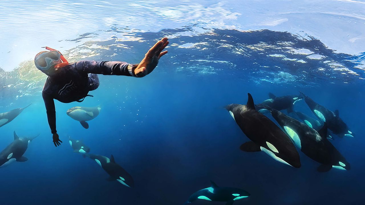 Dive first, shoot second: Underwater photography lessons from two commended filmmakers