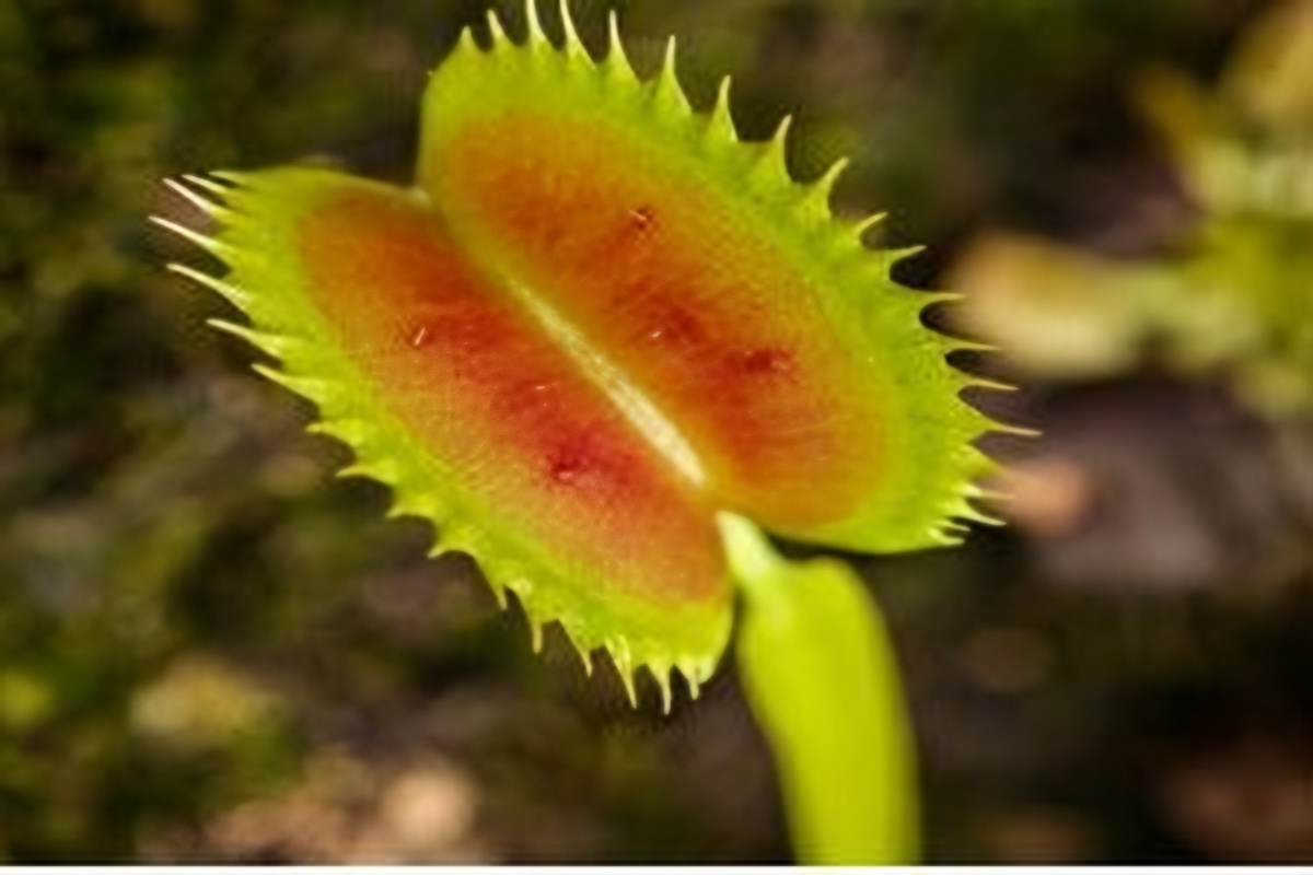 Seoul Grand Park showcases nature's botanical predators