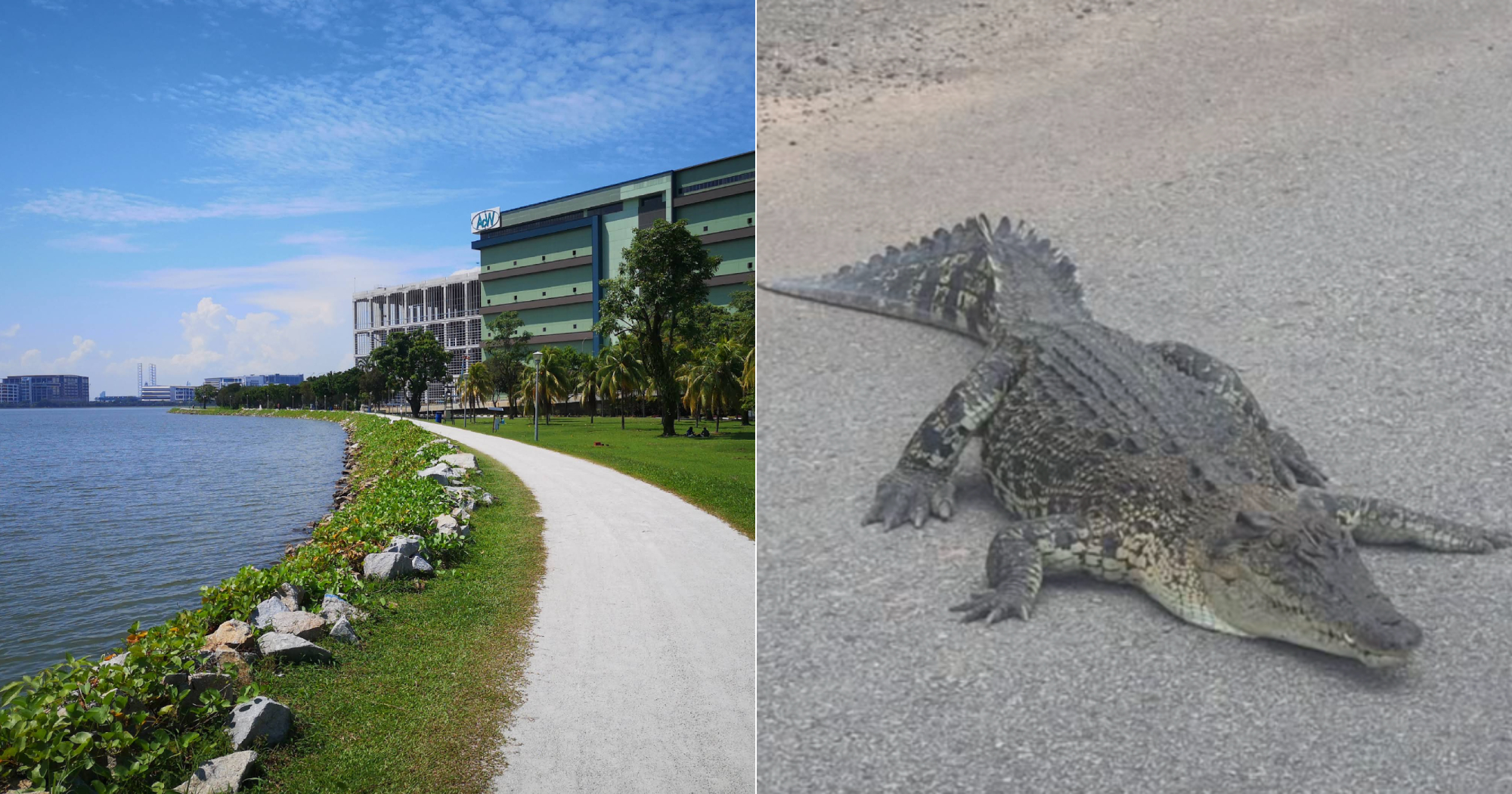 S'pore man, 30, allegedly used AI to create image of crocodile at Pandan Reservoir, to be charged