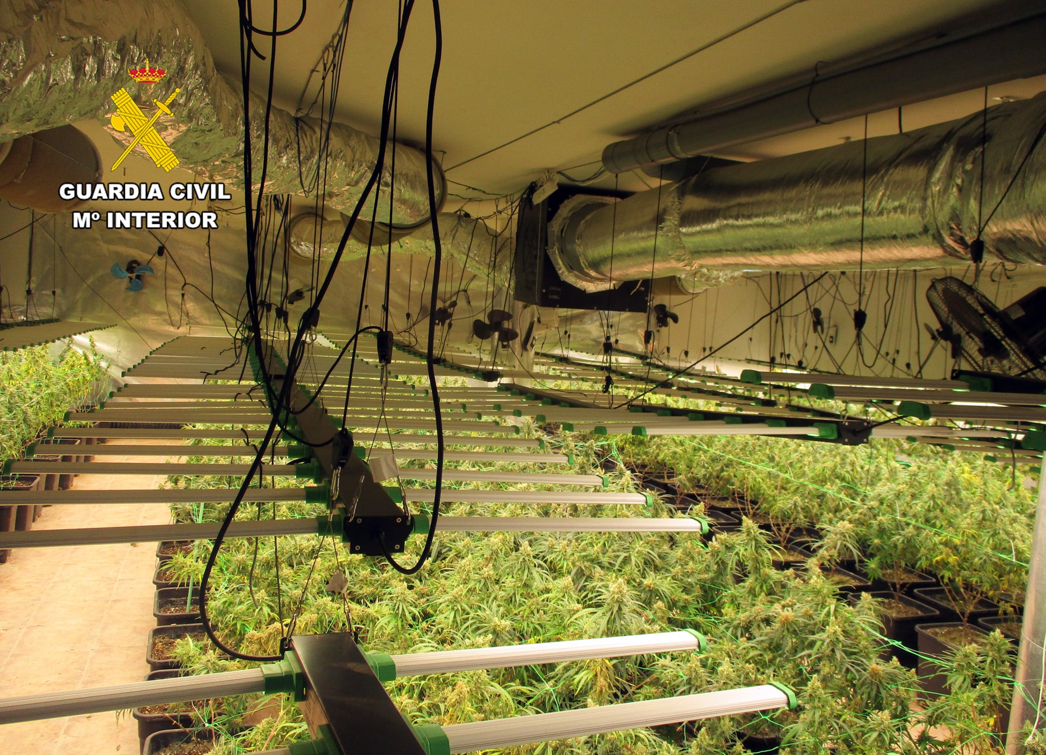 Three Arrested After Cannabis Farm Found in San Javier Villa