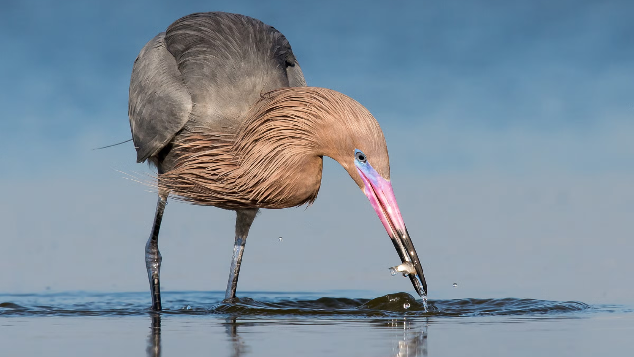 Protected since 1923, Texas island now has world's largest reddish egret colony