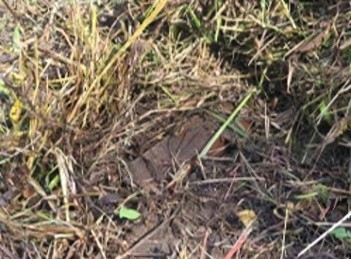 S. Korean military finds 1 N. Korean resin antipersonnel mine during on-site probe into DMZ blast
