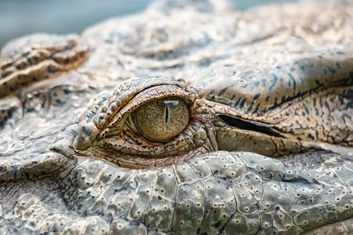 Man charged after fake AI crocodile sparks Singapore search