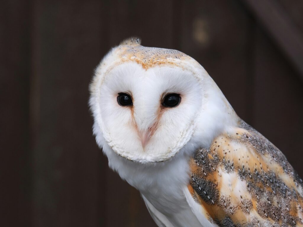 First ever barn owl chicks hatch in Calblanque Regional Park breakthrough