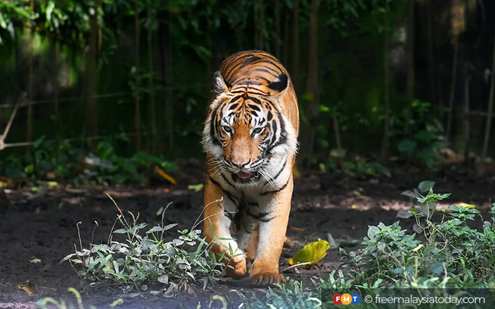 Malayan tiger numbers improve as conservation efforts bear fruit