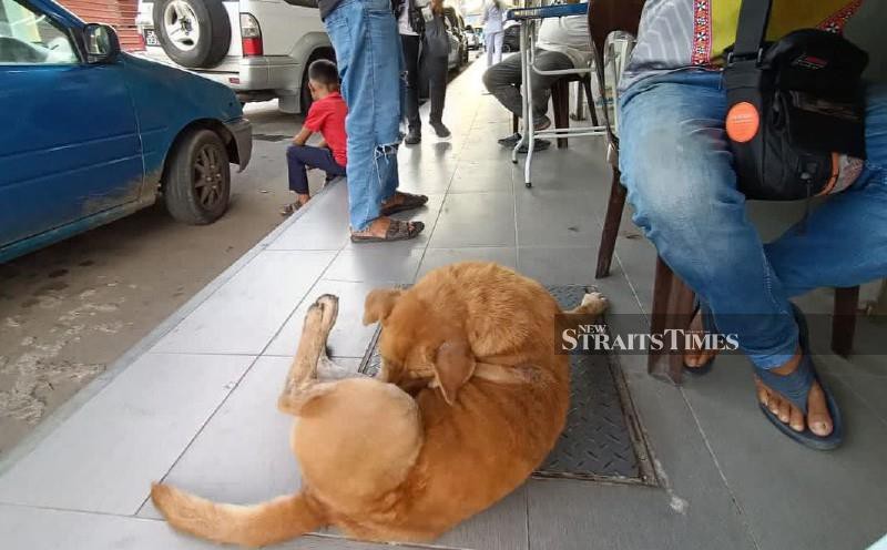 NST Leader: Is 'cash for stray dogs' the right approach?