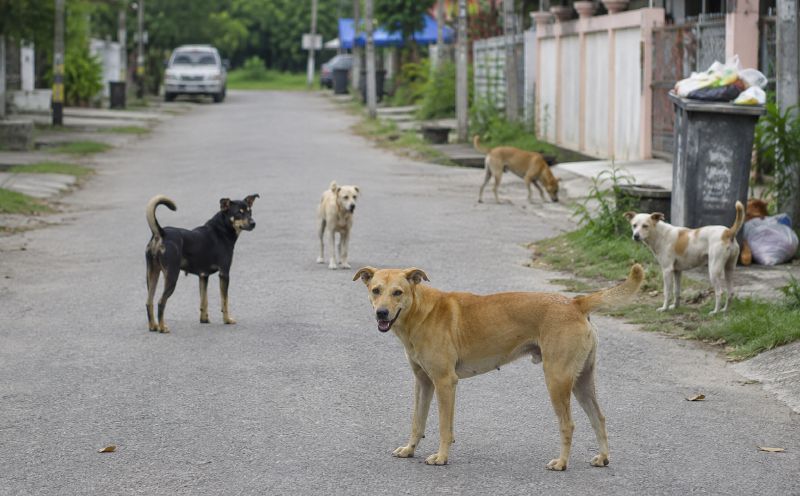 Stray dogs spark safety fears in Kajang village