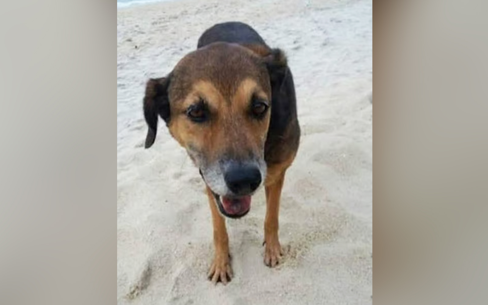 Pemilik gagal rayuan berkaitan kematian anjing ditangkap MBPP