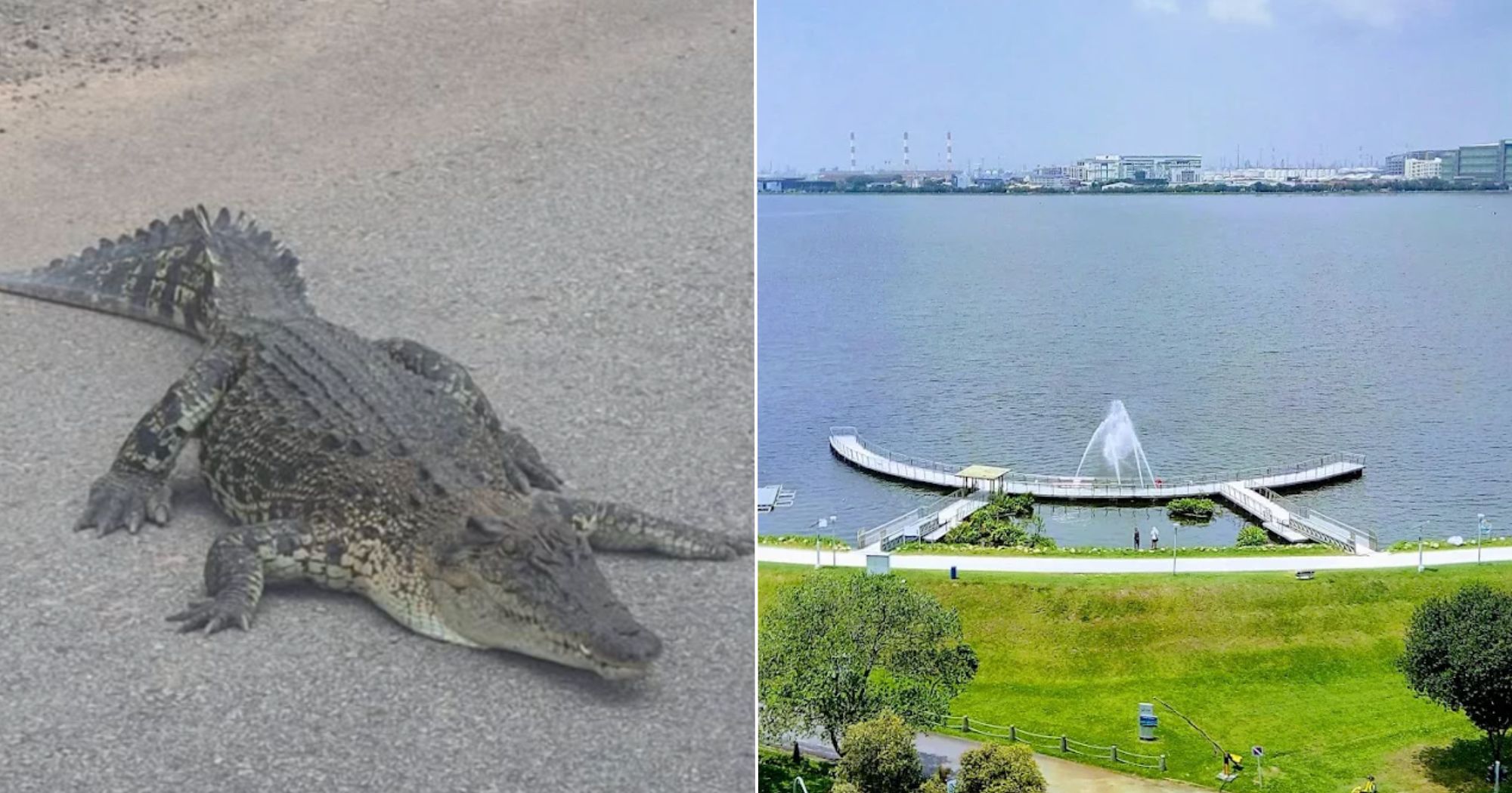Myanmar man, 30, charged for sending AI-generated image of crocodile at Pandan Reservoir to colleague & deleting it after