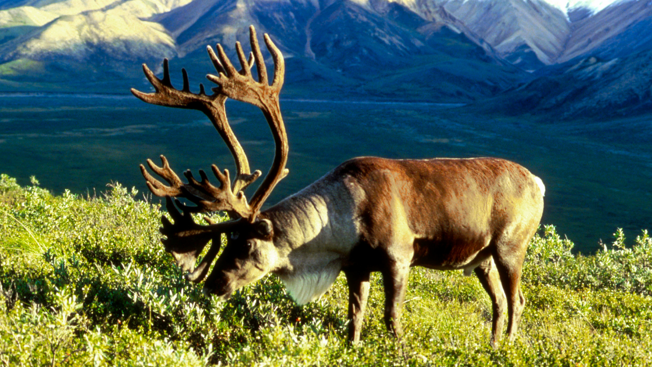 25 caribou moved to Alaska island as emergency food grew into herd of 2,750