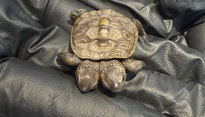 Two Heads Are Better Than One: Rare, Double-Headed Turtle Hatchling Discovered on Cape Cod