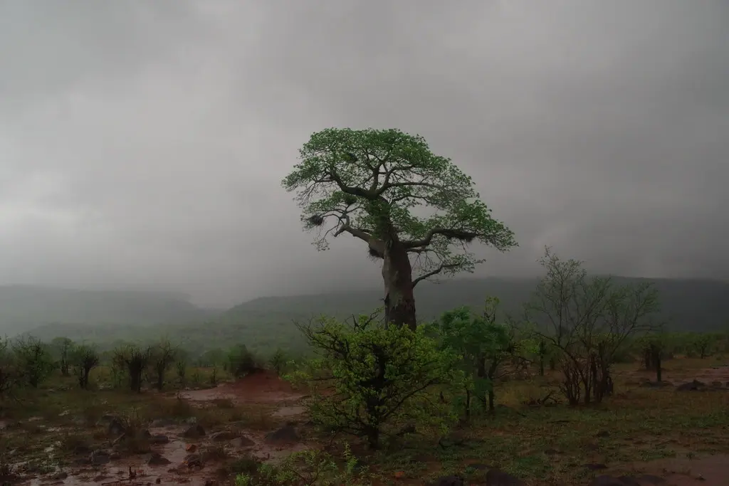 Kruger rainfall: 2026 was exceptionally wet but not a record