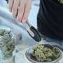 First national estimate identifies nearly 110,000 medical cannabis caregivers