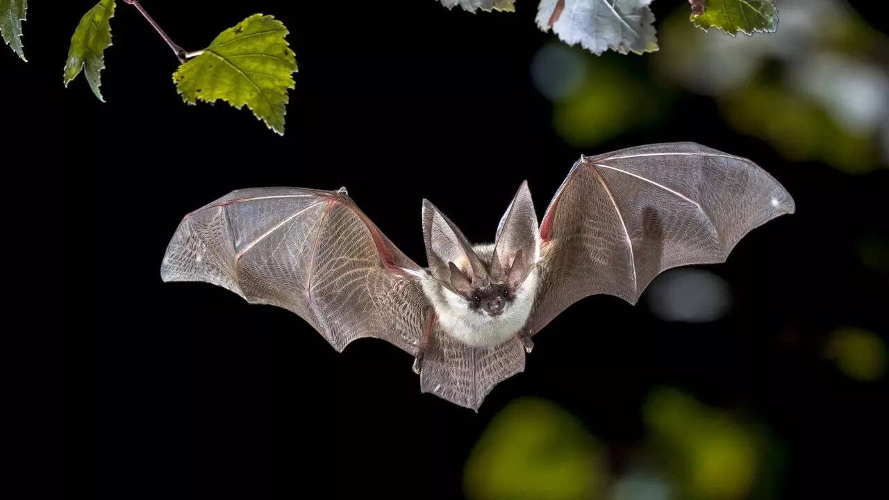 A 56-million-year bat mystery may finally have an answer, and it points to Europe